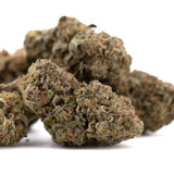 Government Oasis THCa hemp flower bud with green, brown hues and trichomes