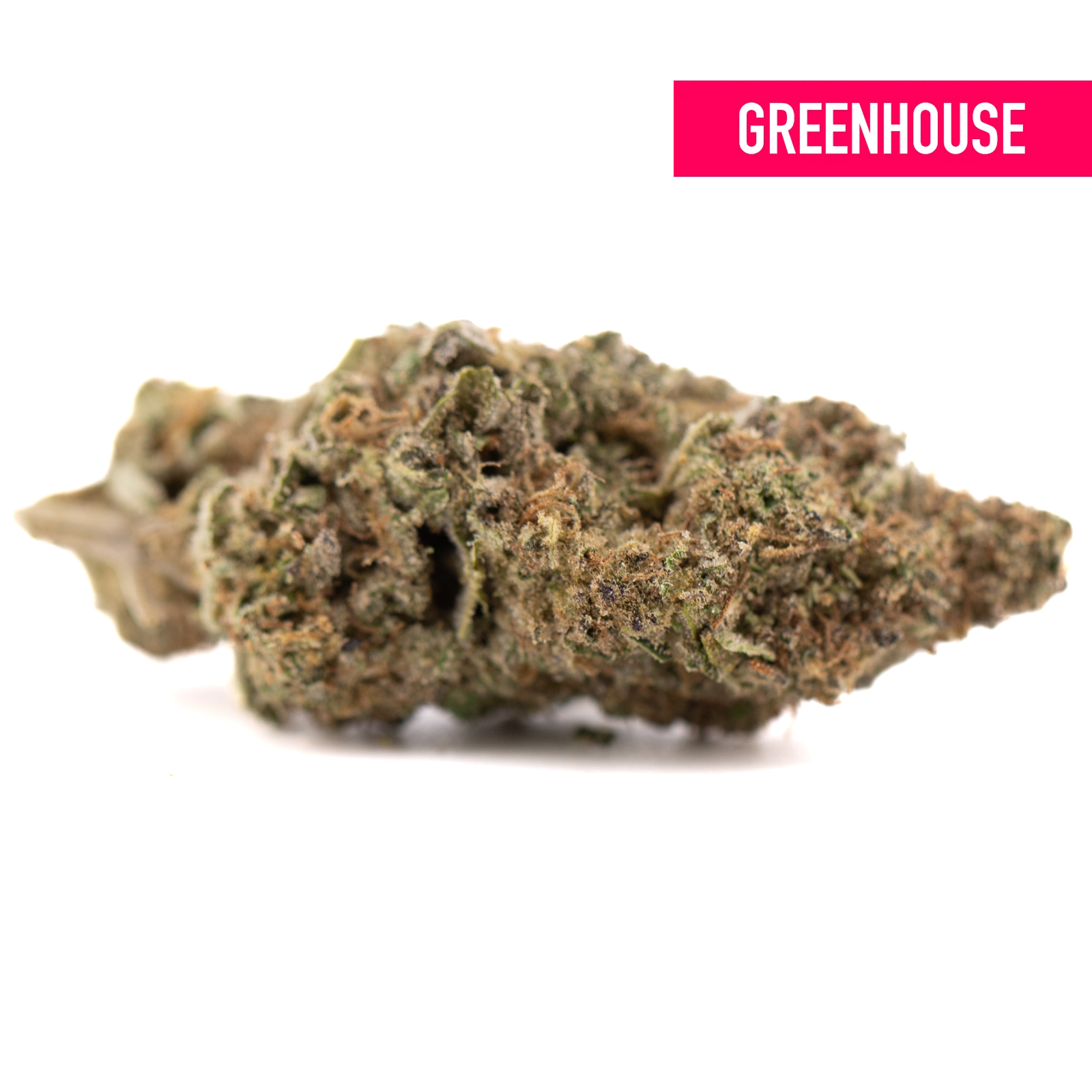 Government Oasis THCa hemp flower: green bud with trichomes
