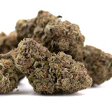 Government Oasis THCa hemp flower bud with green hues and trichomes