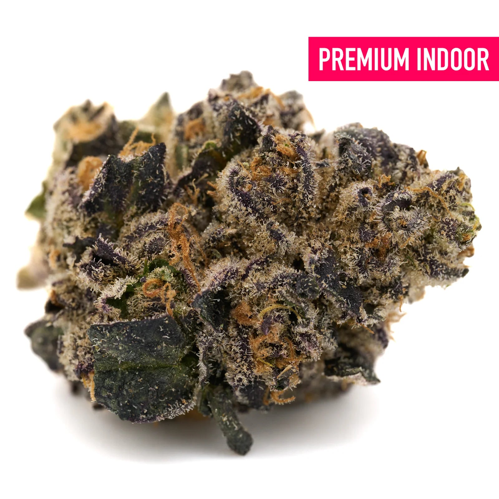 Dense purple and green Kush Mints THCa Flower with orange pistils in Indoor Graffiti Mintz