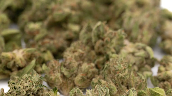 THCA Flower Harvesting