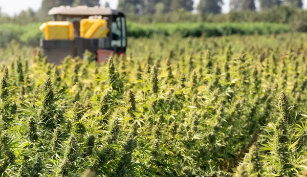 THCA Flower Harvesting