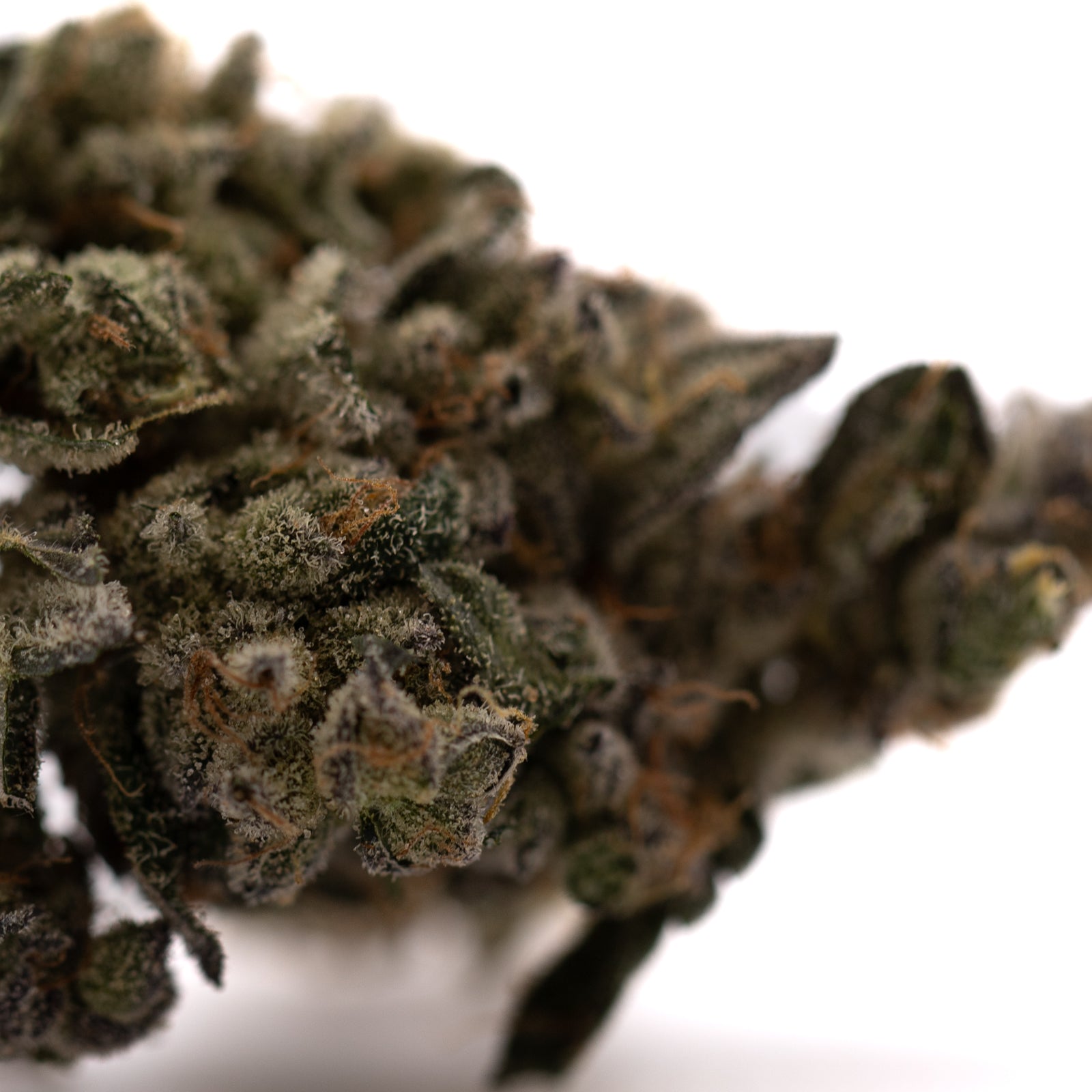 Close-up of Green Crack Indoor THCa Flower with trichomes and orange hairs for terpene profile analysis