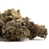 Dried Green Crack Indoor THCa Flower with trichomes and orange hairs for terpene profile analysis