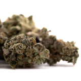Dried Green Crack Indoor THCa Flower with trichomes and orange hairs for terpene profile analysis