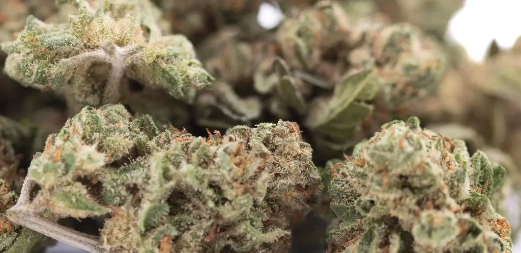 Best THCA Greenhouse Smalls: Candy Pave vs Purple Mountain Majesty for Wholesale