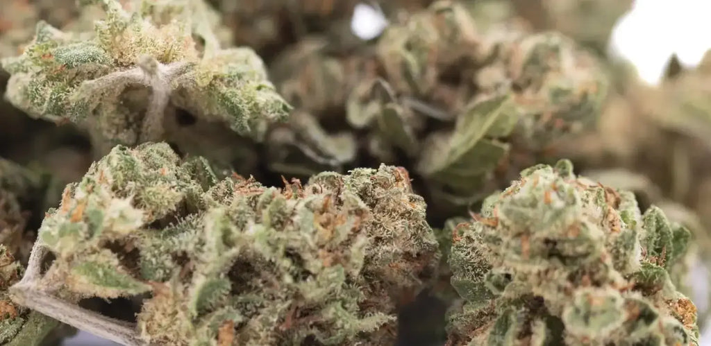Cola THCa Flower vs. Subzero THCa Flower: Full Wholesale Comparison