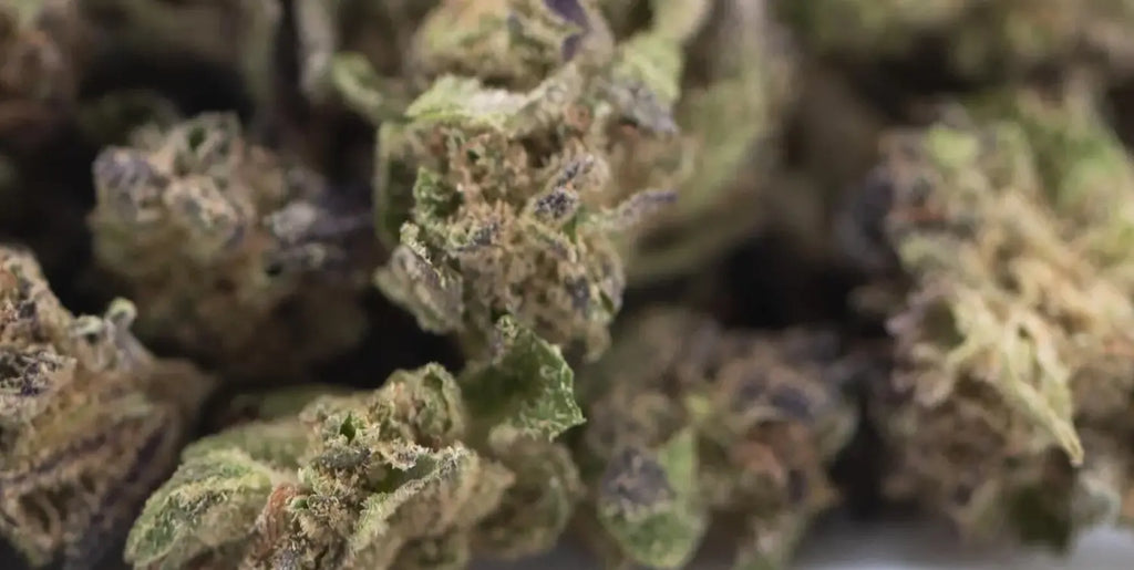 How to Maximize THCA Percentage: Light, Nutrients, and Harvest Timing