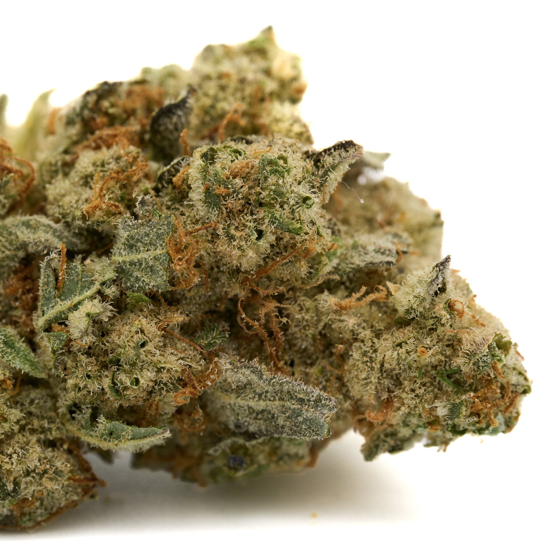 Dense Grizzly Gas Indoor THCa Flower with trichomes and orange pistils