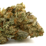 Dense Grizzly Gas Indoor THCa Flower with trichomes and orange pistils