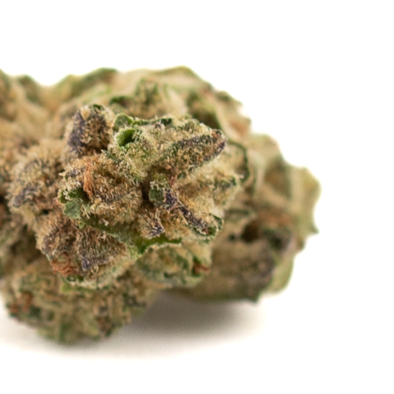 Dense Guava Tartz THCa Flower Full-Term hemp flower with green, purple, and orange hues