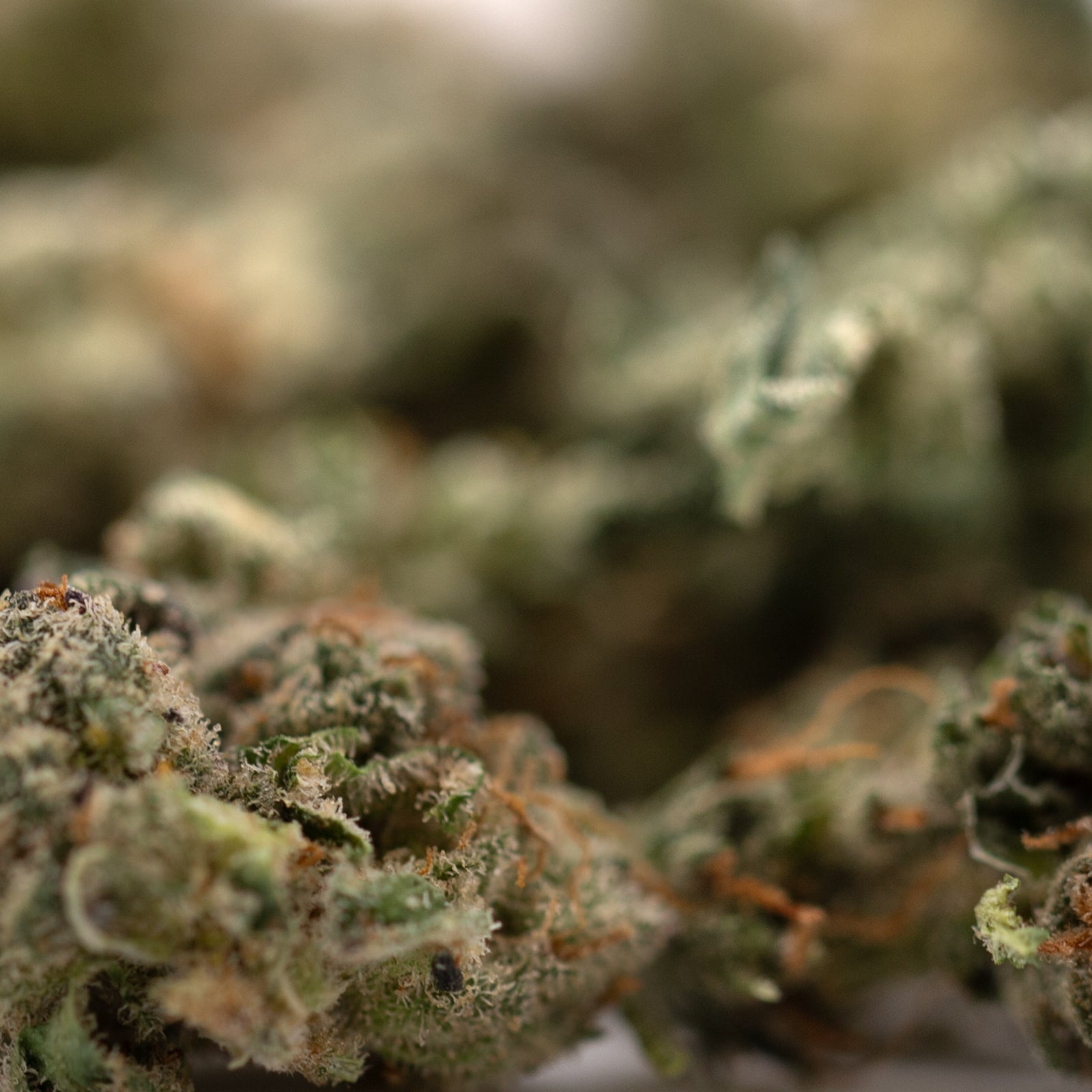 Dried Guava Z Indoor THCa Flower Smalls with trichomes and orange pistils