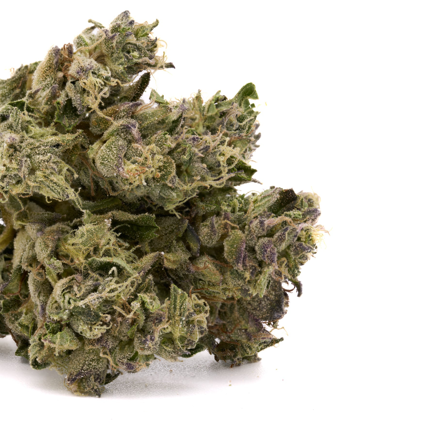 Gush Mintz THCa Hemp Flower Greenhouse - Plants