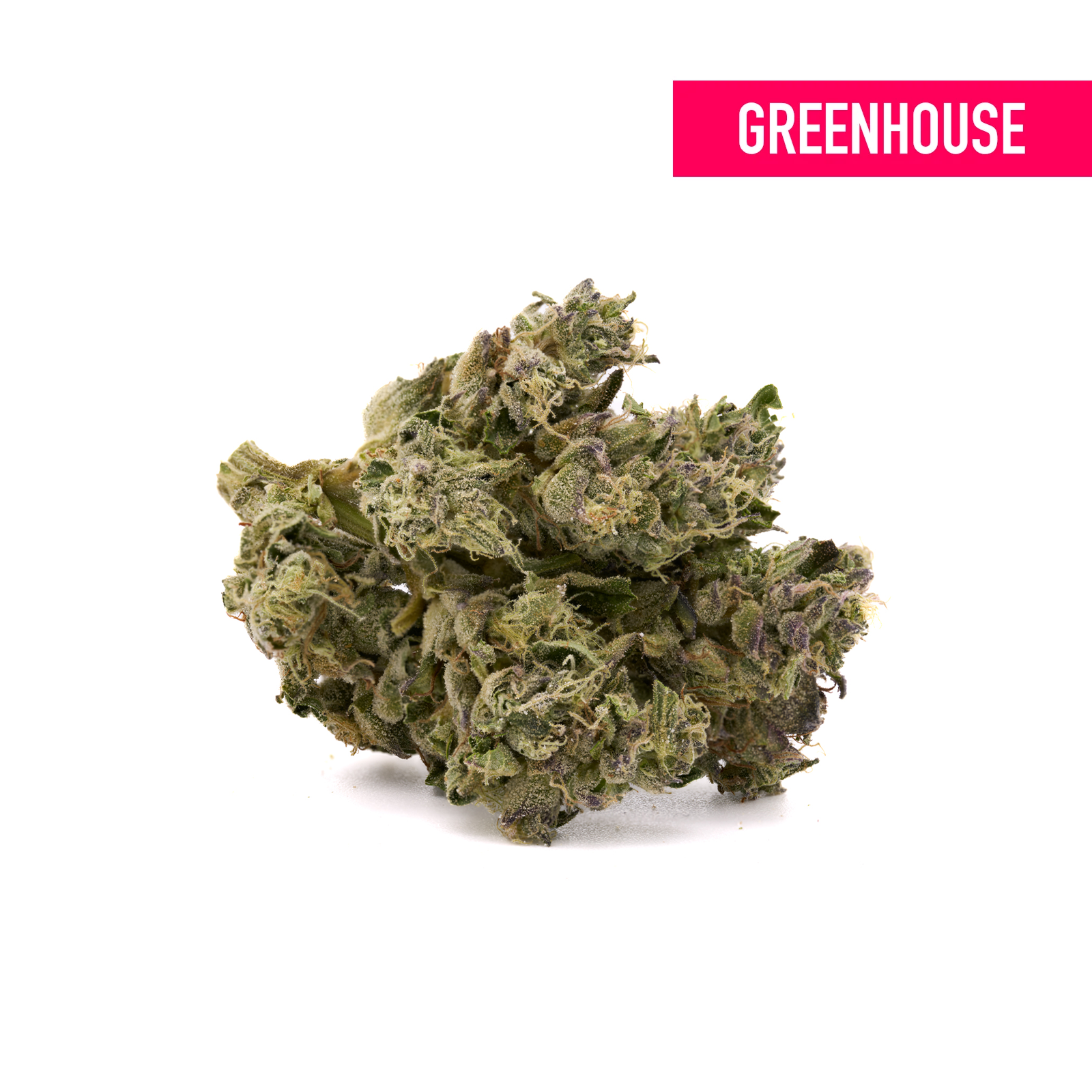 Gush Mintz THCa Hemp Flower Greenhouse - Plants