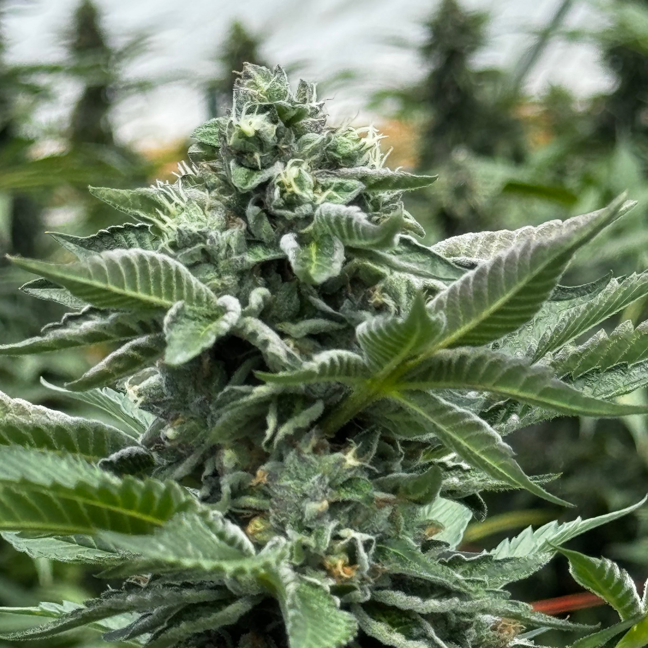 Gush Mintz THCa Hemp Flower Greenhouse - Plants