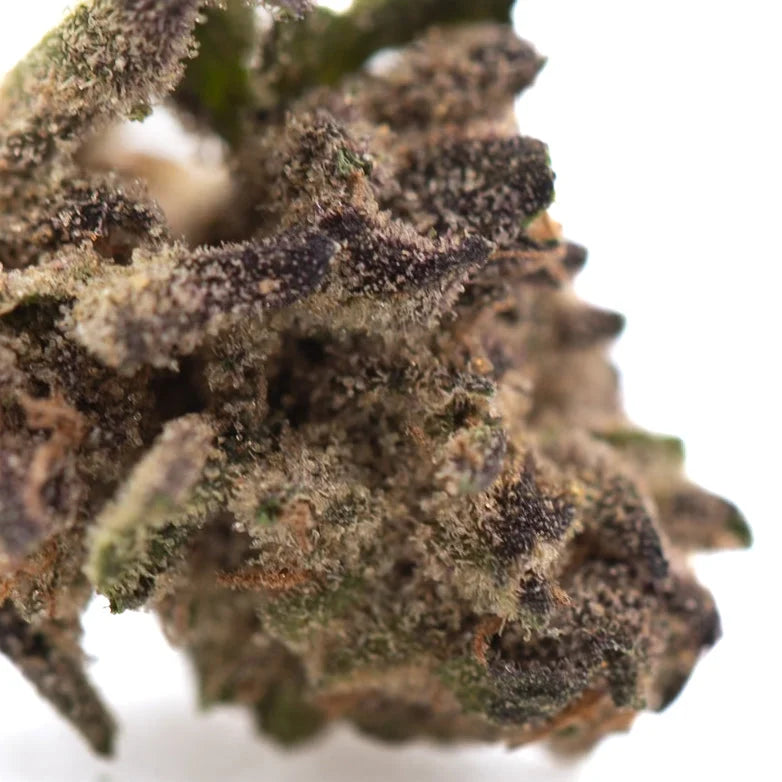 A dense halle berry thca greenhouse hemp flower bud with green and dark brown hues covered in white trichomes