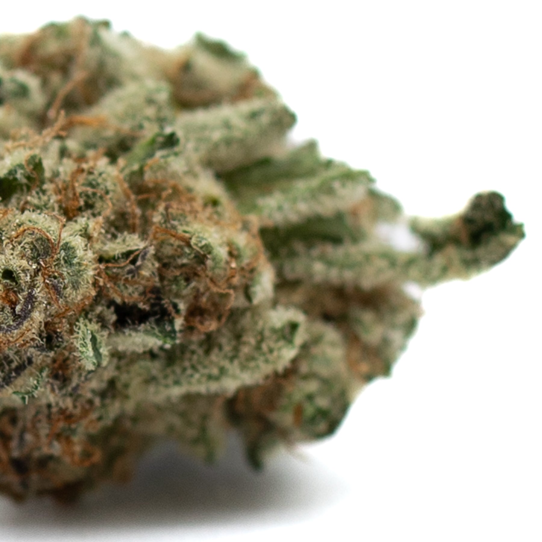 Close-up of dense trichome-rich Hash Man indoor THCa flower with orange pistils