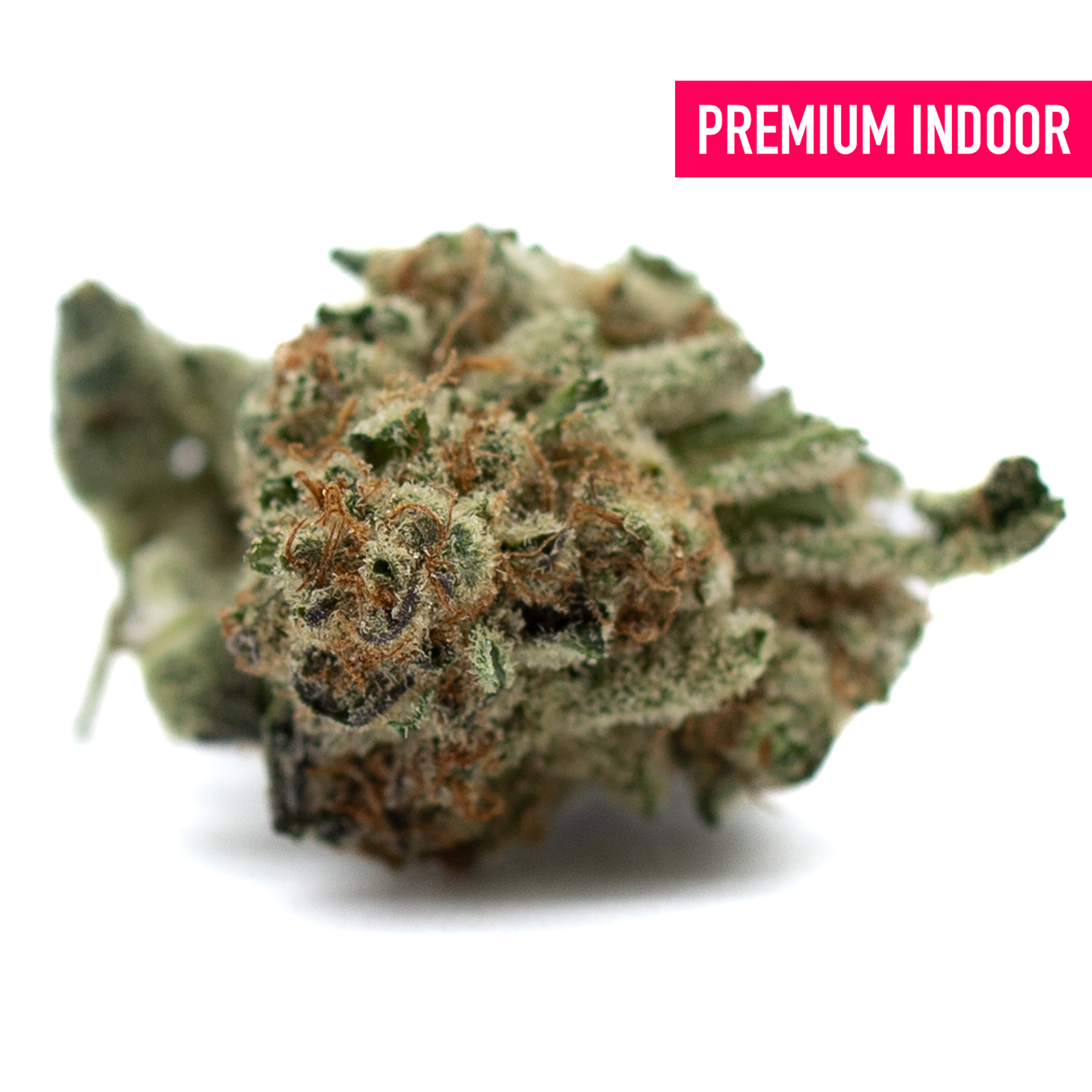 Dense trichome-covered cannabis bud with orange pistils from Hash Man Indoor THCa Flower