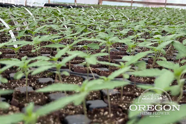 Cakeberry Brulee CBD flower 2023