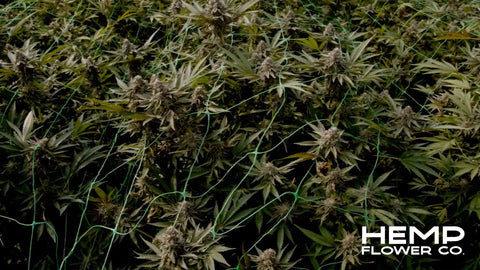 Hemp flower field highlighting thca hemp flower and its potential psychoactive effects