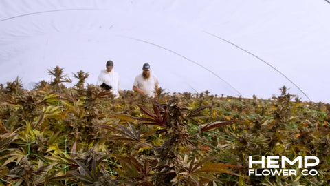 Hemp flower field with thca for understanding psychoactive effects and cb1 receptors