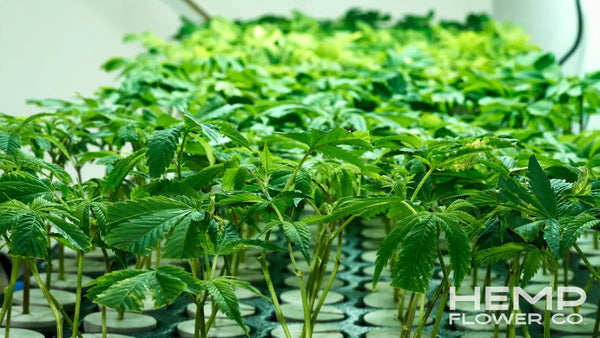 thca flower wholesale