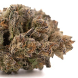 A dense greenhouse thca hemp flower bud from hooch with purple city genetics hues covered in fine trichomes