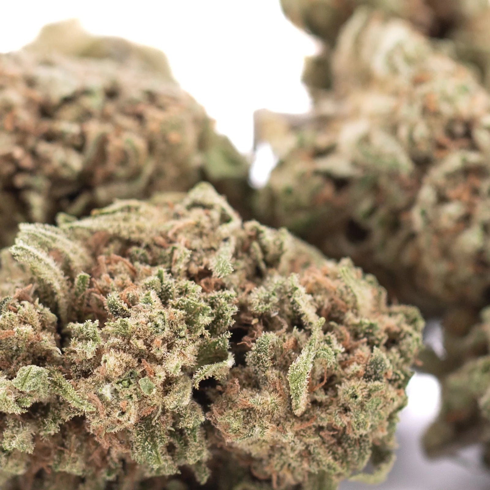 Lush green humboldt dream thca hemp flower with super sticky dense trichomes and orange pistils from humboldt county