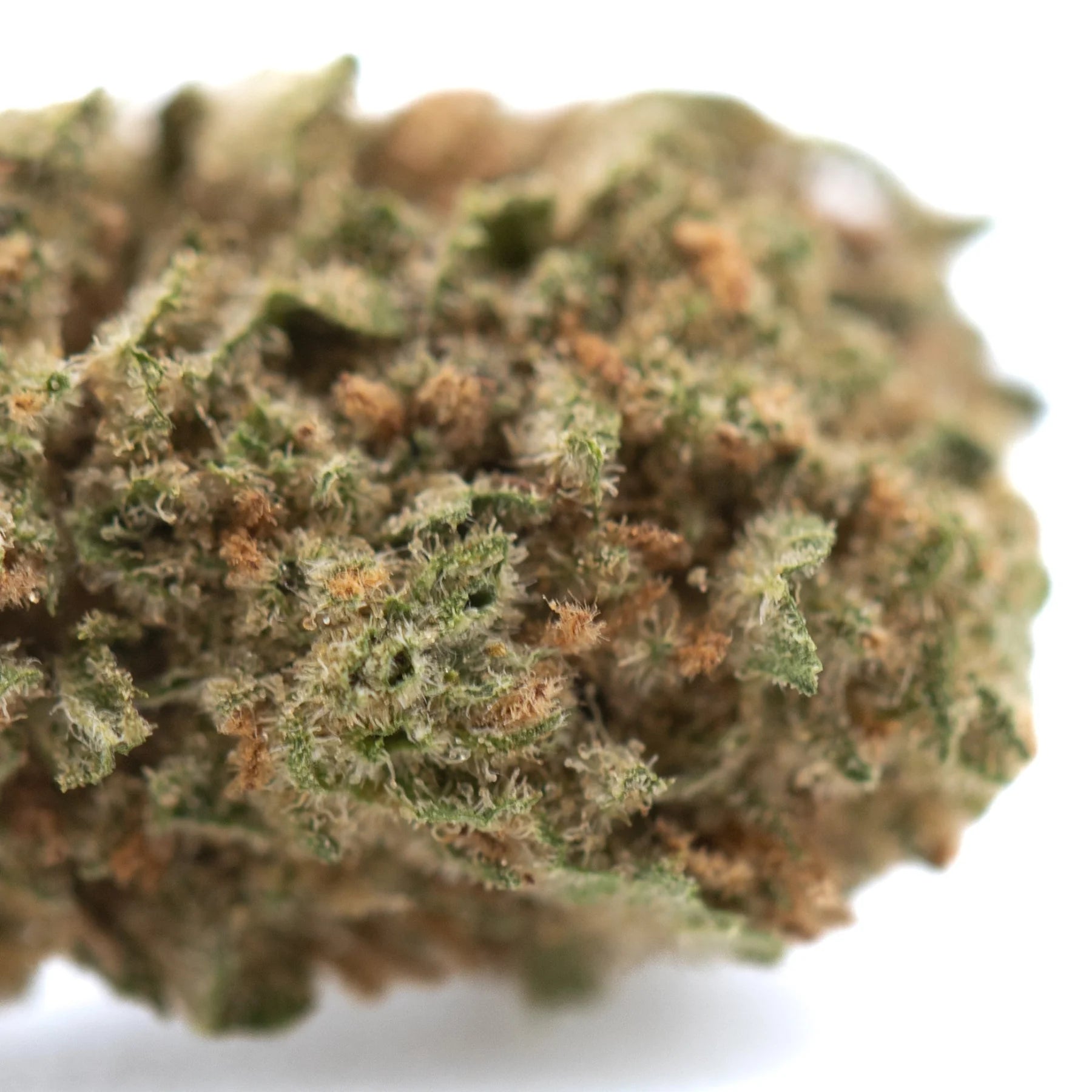 A dense humboldt dream thca flower with green and amber resinous buds covered in fine trichomes
