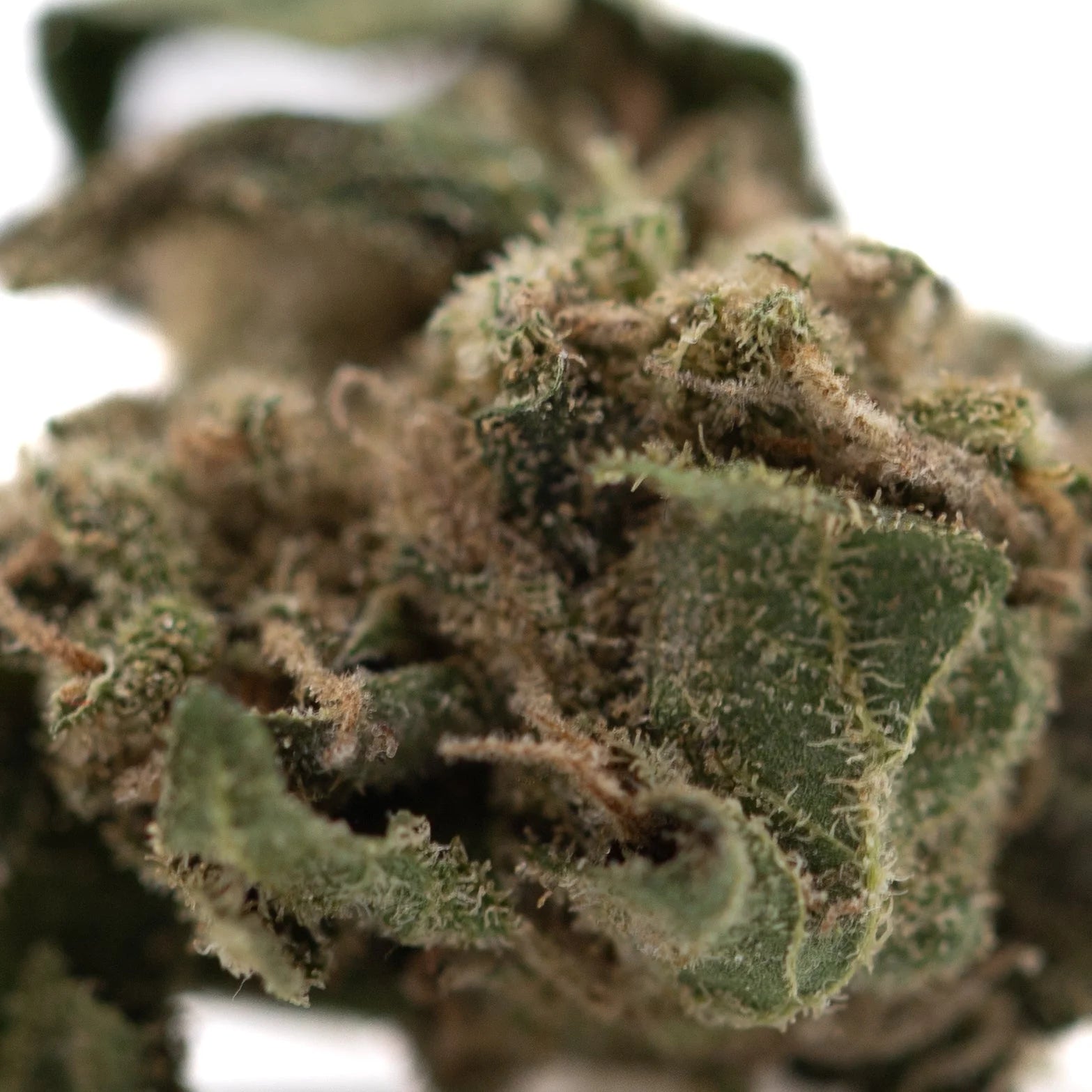 A dense green ice cream full-term thca flower bud with trichomes and brown pistils in hemp flower form