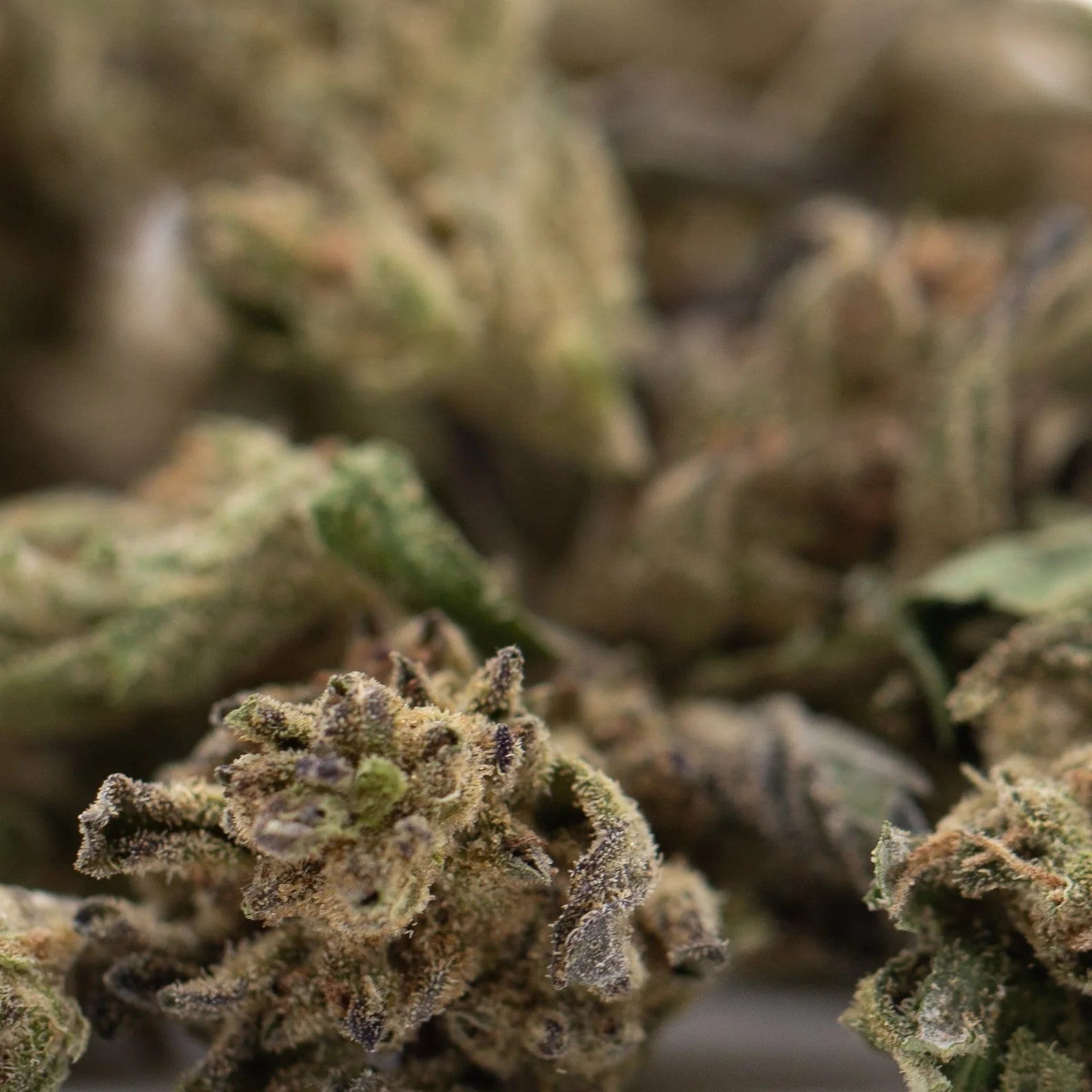 A dense resinous ice cream full-term thca flower bud with green and brown hues covered in fine trichomes