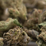 A dense resinous ice cream full-term thca flower bud with green and brown hues covered in fine trichomes