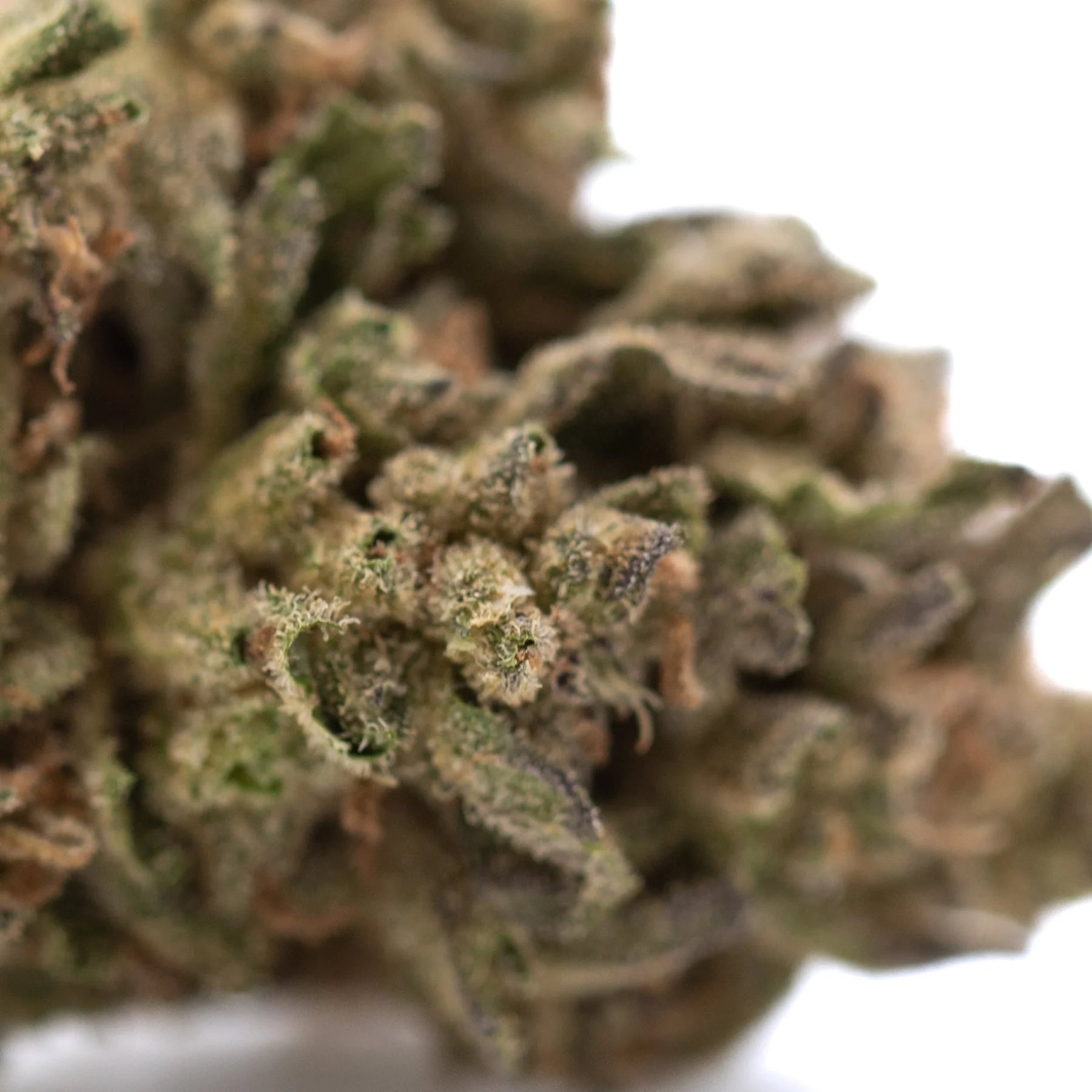 Dense green and brown ice cream thca flower bud with fuzzy trichomes showcasing total cannabinoid potency for wholesale use