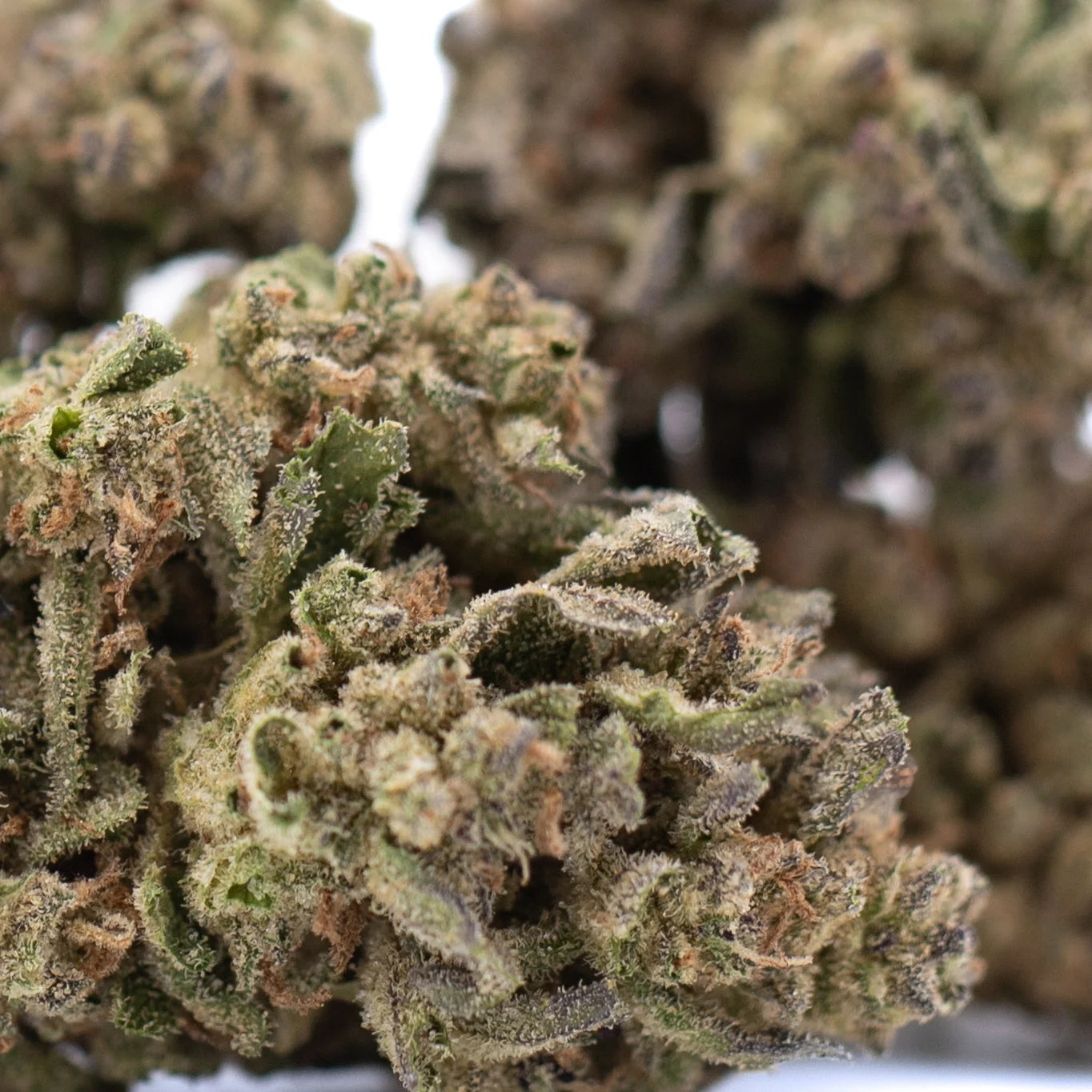 A dense green ice cream thca flower bud with frosty trichomes and orange pistils showcasing total cannabinoid potency