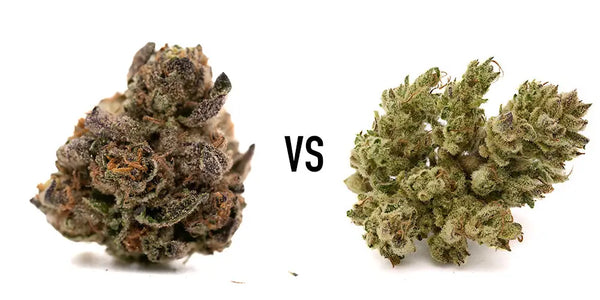 Daytime vs Nighttime THCa Strains