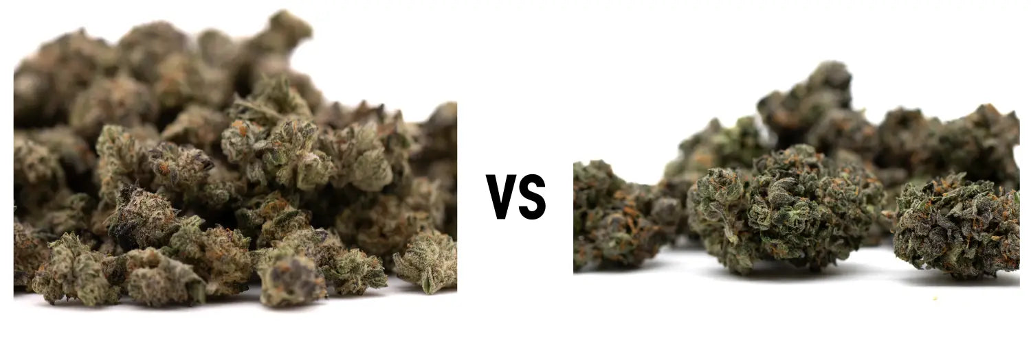 THCA Flower Smalls vs Regular Buds: What’s the Difference?