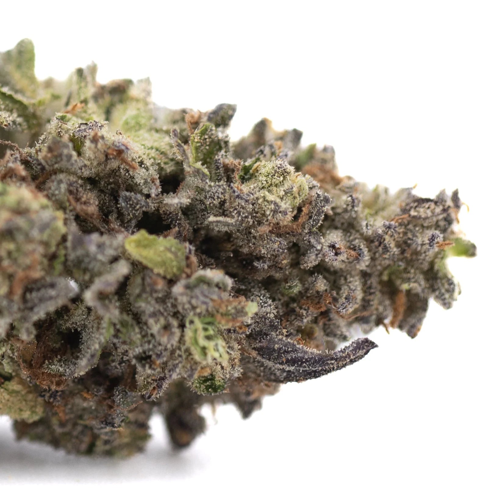 A dense jealousy greenhouse thca hemp flower bud with frosty trichomes and green purplish hues for mental stimulation