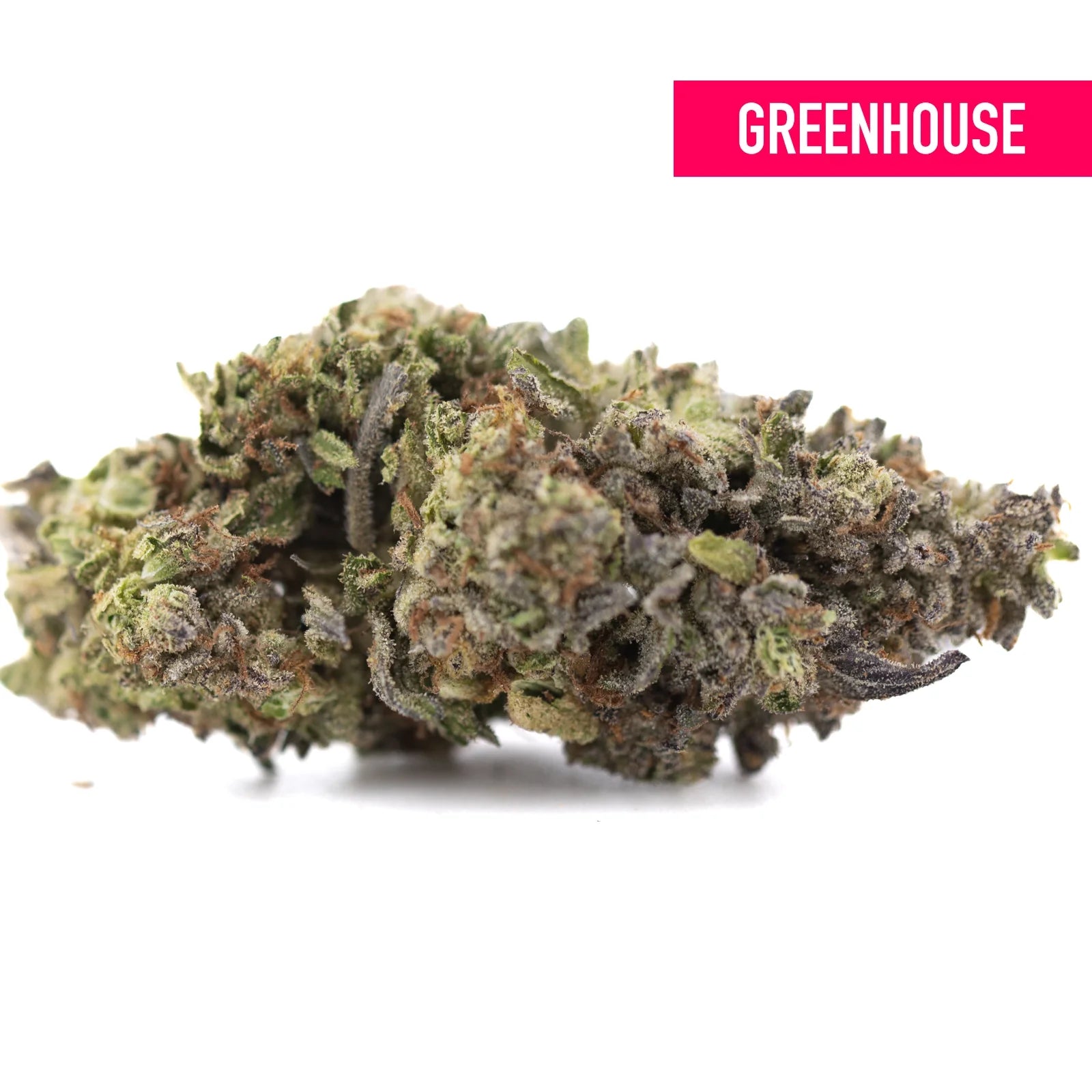 Dense jealousy greenhouse thca hemp flower bud with green and purple hues covered in fine trichomes for mental stimulation