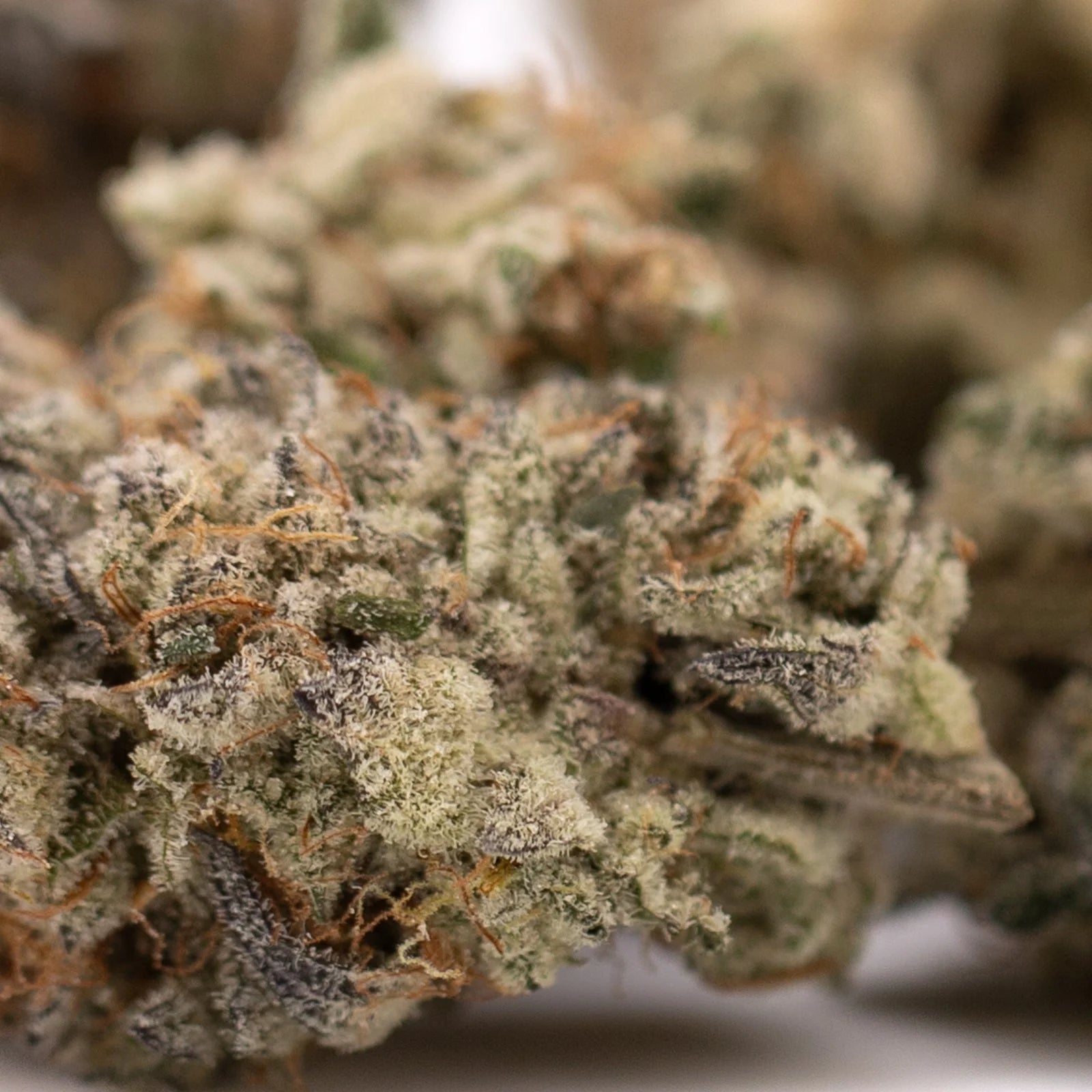 Trichome-rich Jelly Breath Indoor THCa Flower hemp bud with orange pistils, orchard swirl synergy