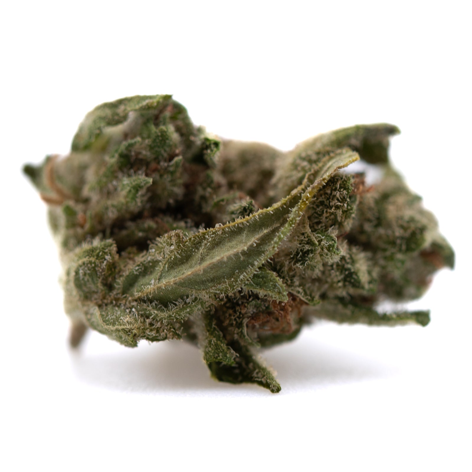 Premium Jelly Donut THCa Smalls cannabis bud with dense trichomes