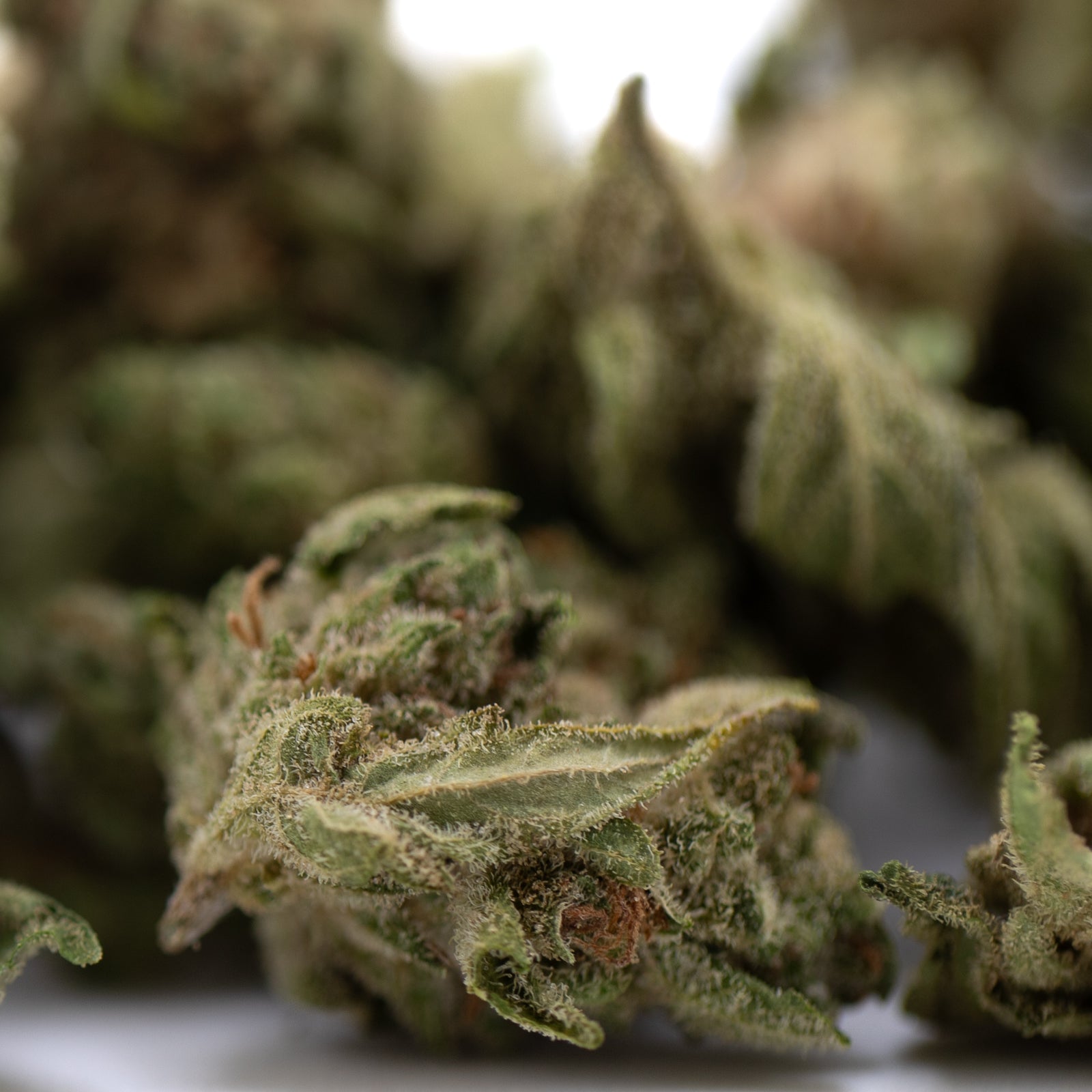 Premium Jelly Donut THCa Smalls green bud with white trichomes