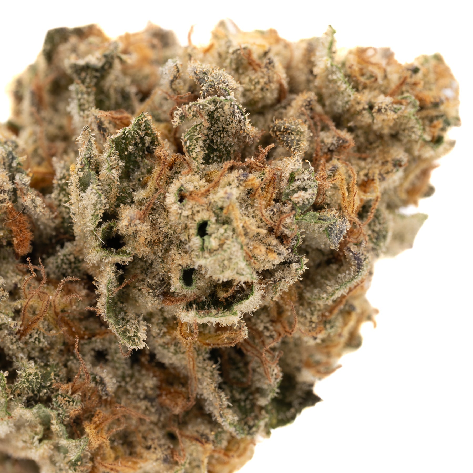 Jessica Rabbit THCa Flower Full-Term - Plants