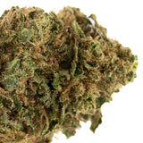 Jet Fuel Gelato THCa Flower Full-Term - Plants