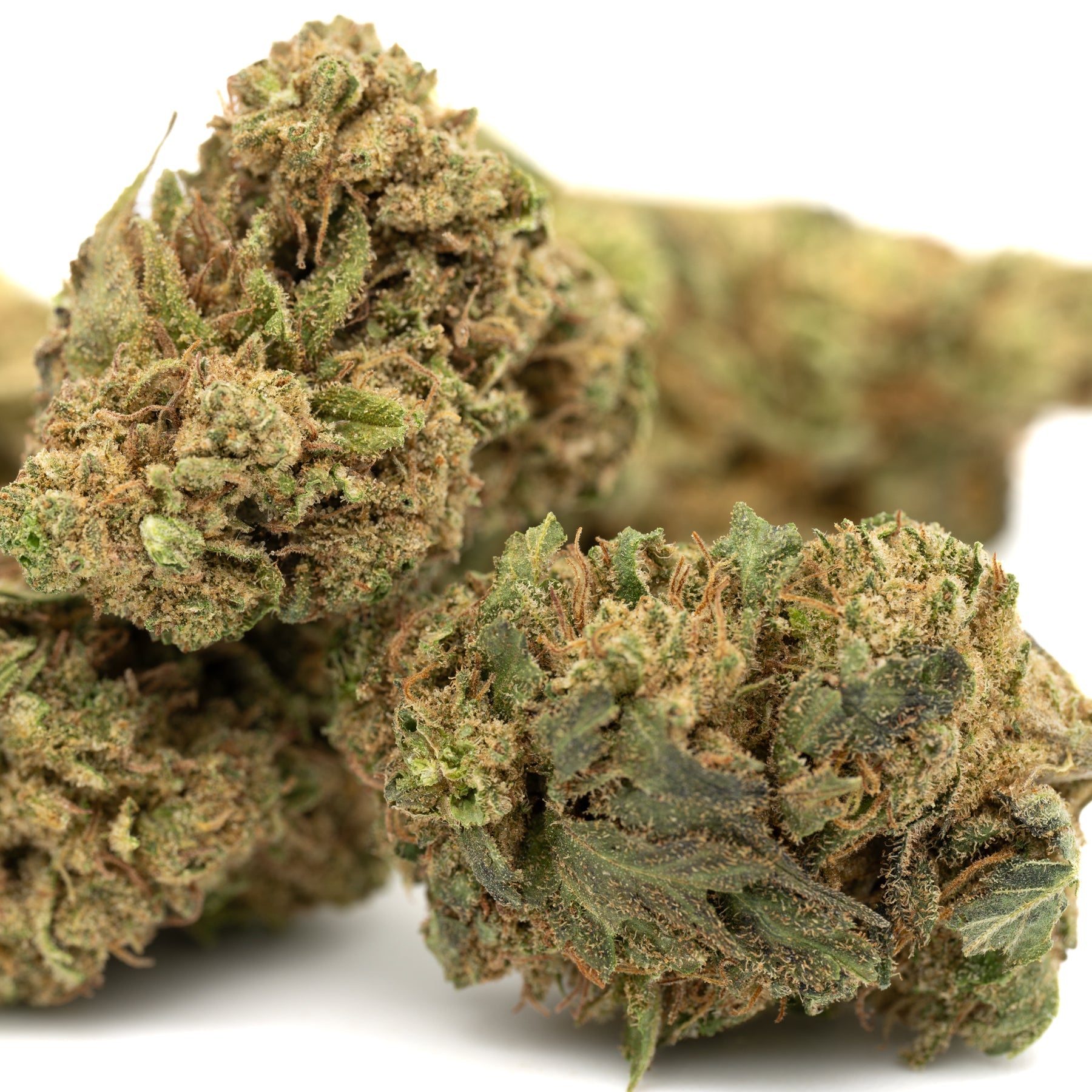 Jet Fuel Gelato THCa Flower Full-Term - Plants