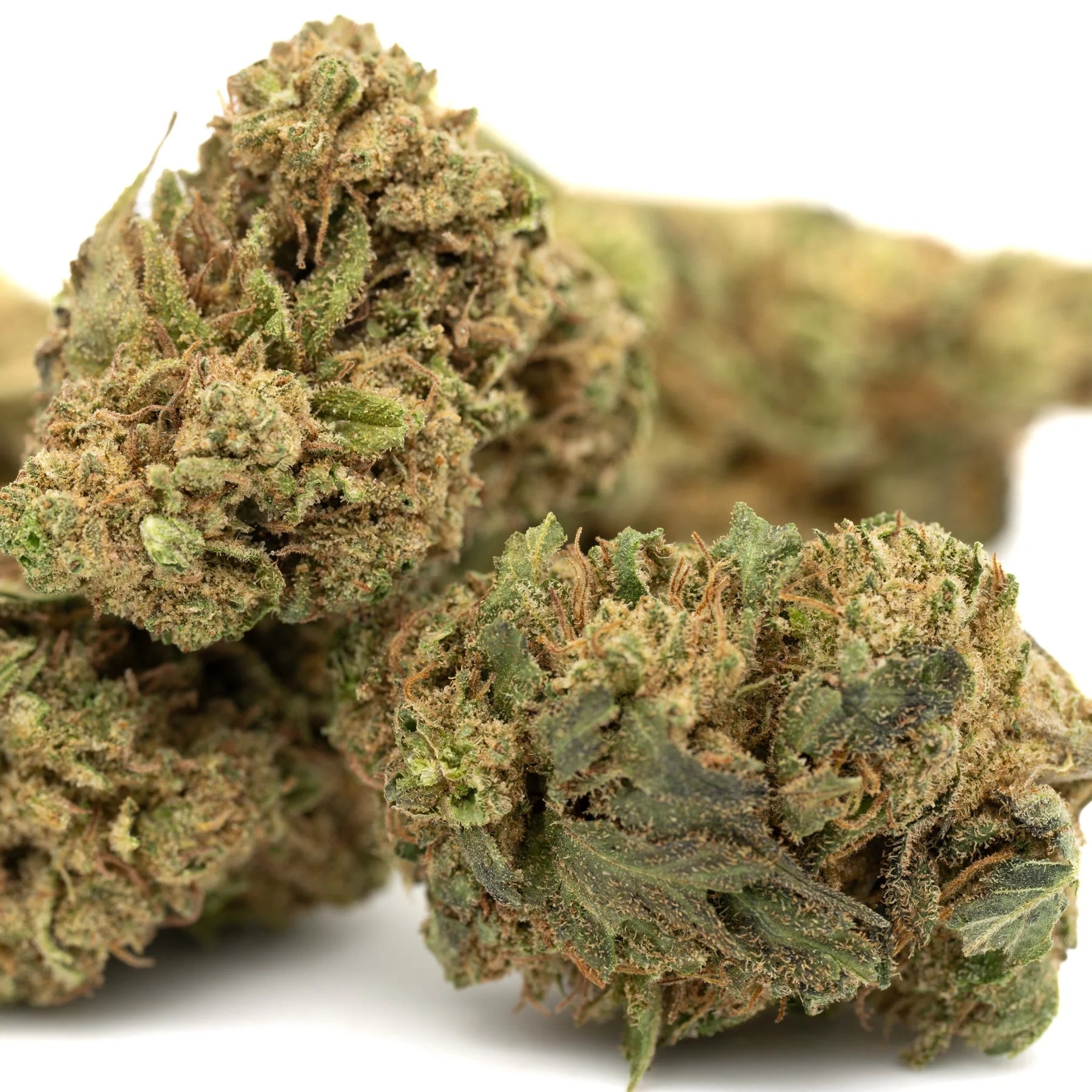 Jet Fuel Gelato THCa Flower Full-Term - Plants
