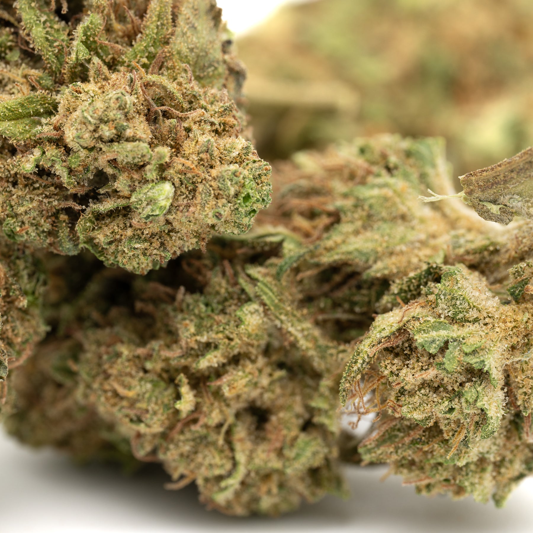 Jet Fuel Gelato THCa Flower Full-Term - Plants