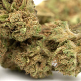 Jet Fuel Gelato THCa Flower Full-Term - Plants
