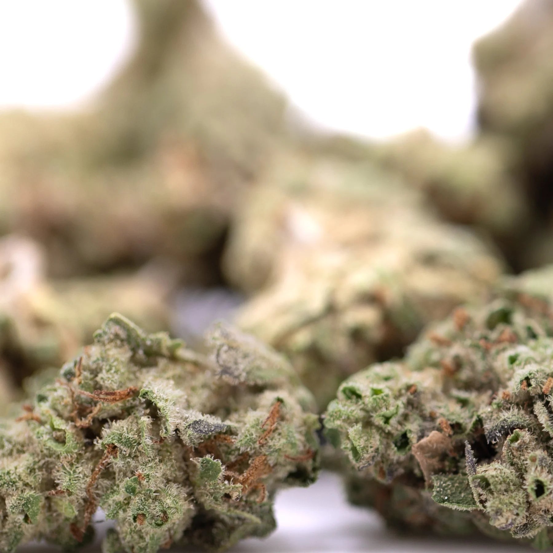 Joker og thca greenhouse smalls with green and orange frosty cannabis buds known for laughter inducing effects