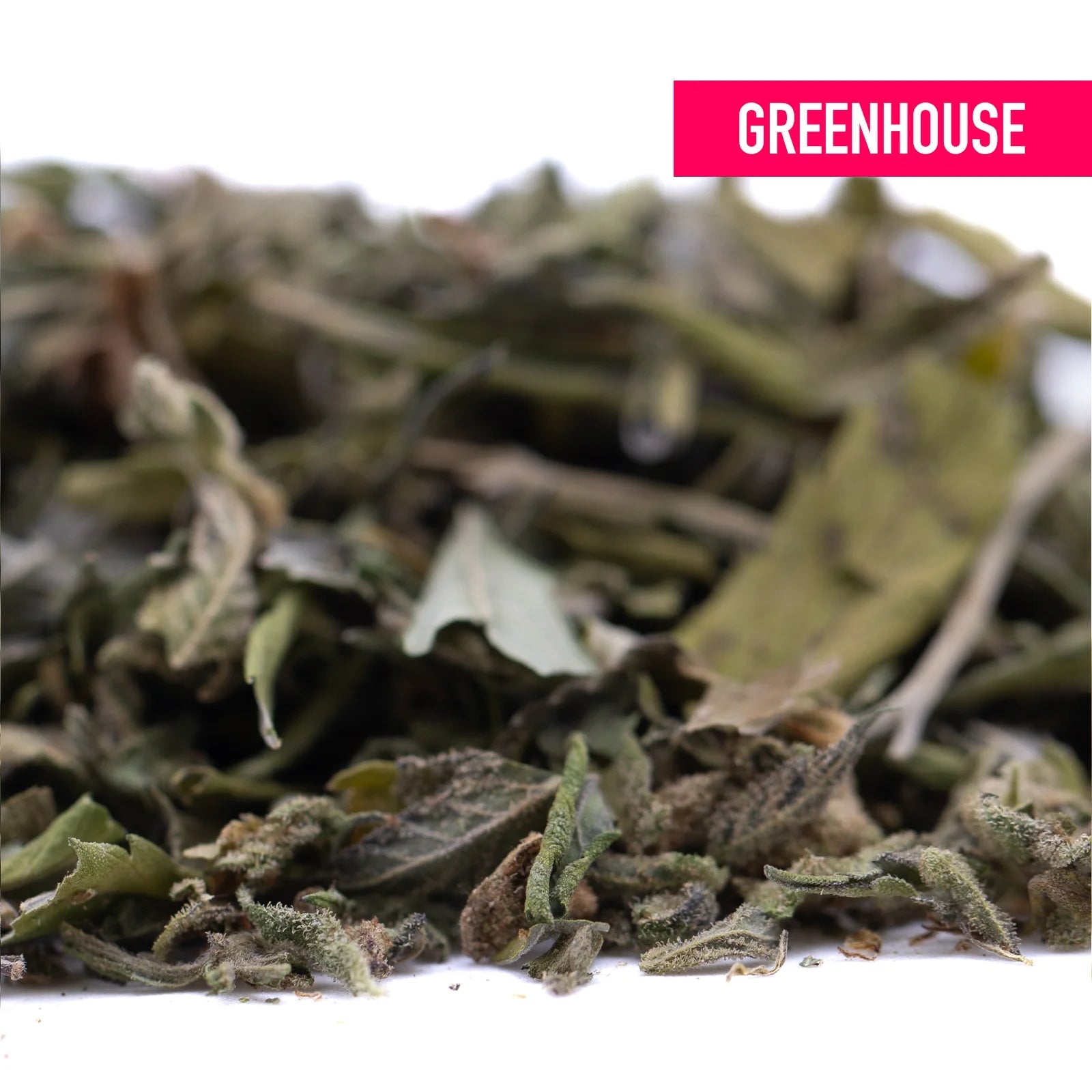 Dried white tea leaves with pale green and brown hues in jokerz nos greenhouse thca trim featuring jet fuel gelato and white runtz