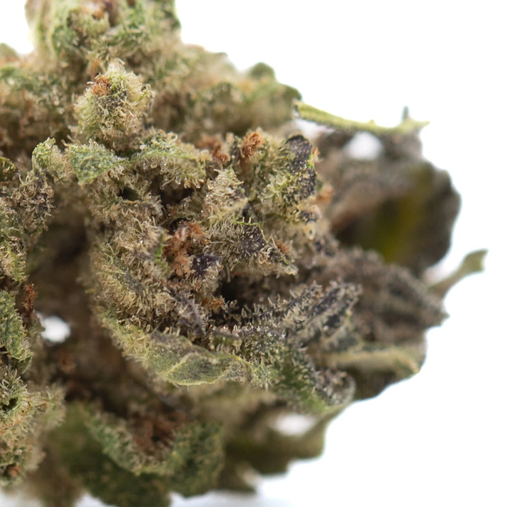 Dense green jokerz nos thca hemp flower with orange pistils and trichomes similar to white runtz or jet fuel gelato